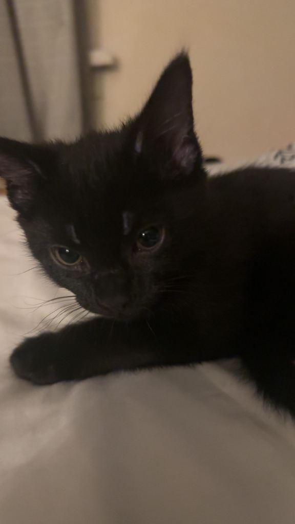 2 boy kittens 9 weeks old 