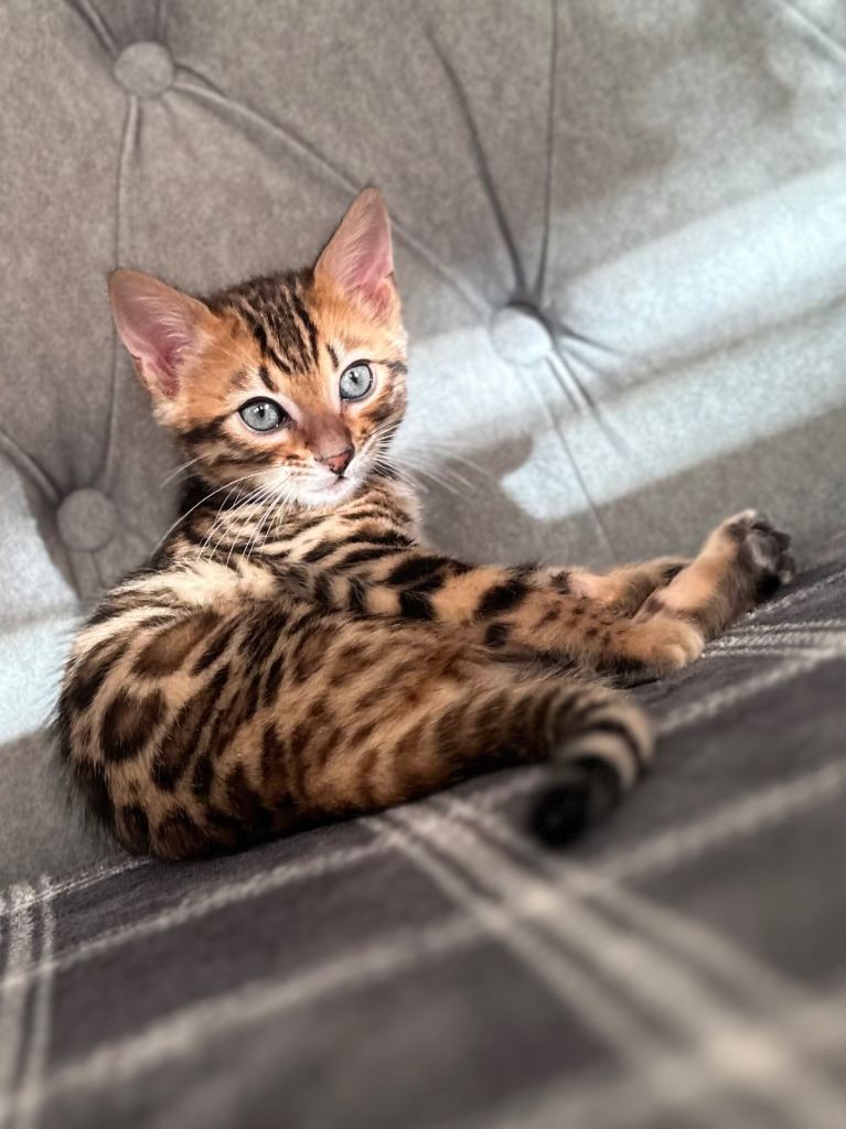 Bengal kittens for sale