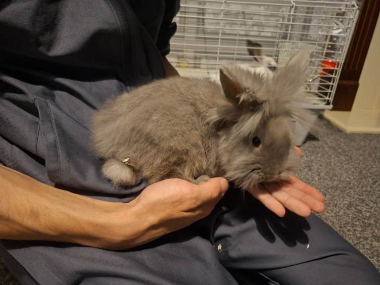 2 lion heads rabbits