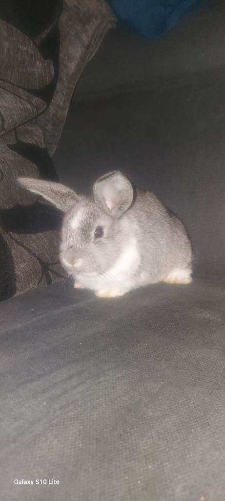 Hollaad lop Bunnnies