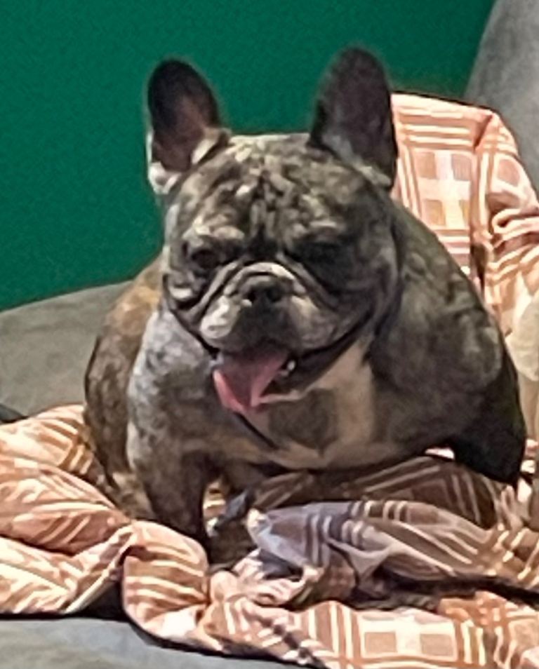 French bulldog