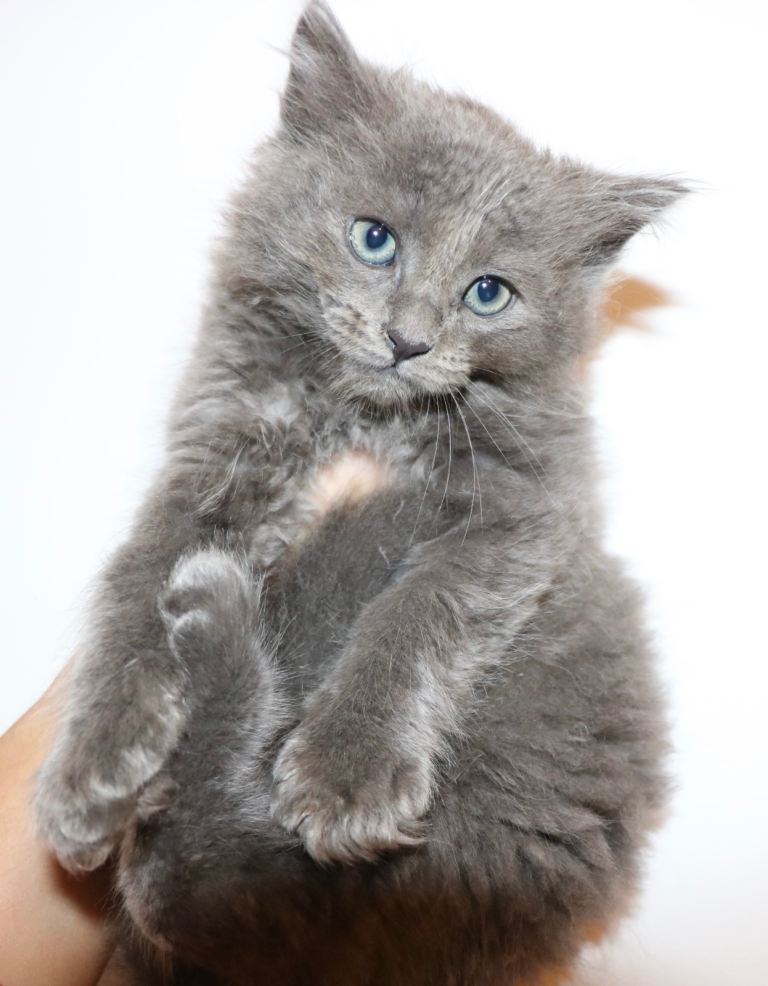 Radgoll x Maine Coon kittens 