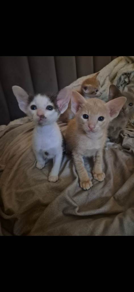 Pedigree Oriental kittens 