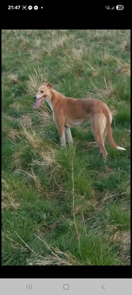 Lurcher pup 1 male pick of the litter