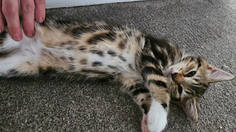 Striking Maine coon X kittens x 3