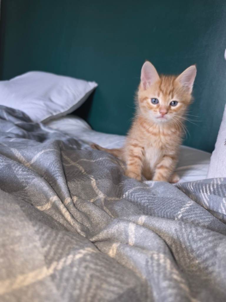 Kittens for new homes 