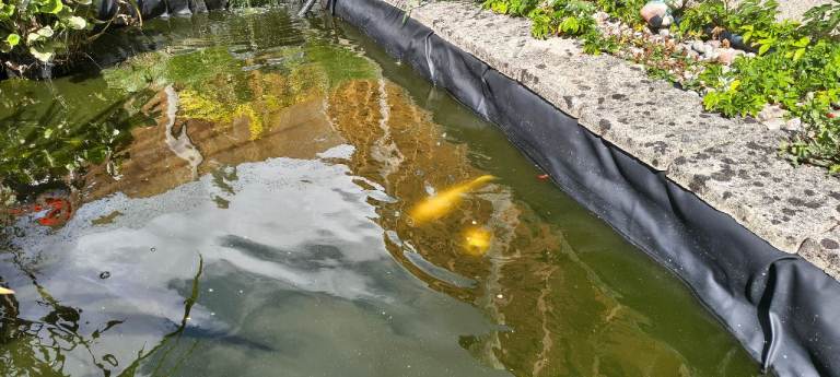 Koi Carp pond fish