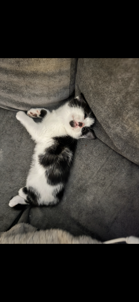 Kittens for sale Ready to leave 