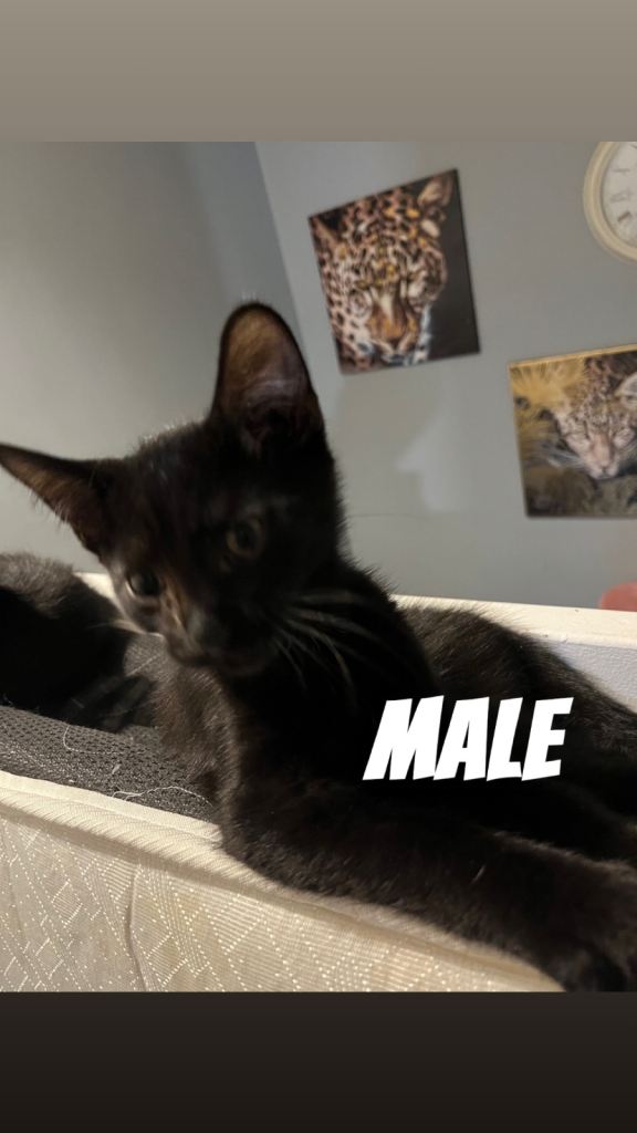 2 Black kittens for collection 