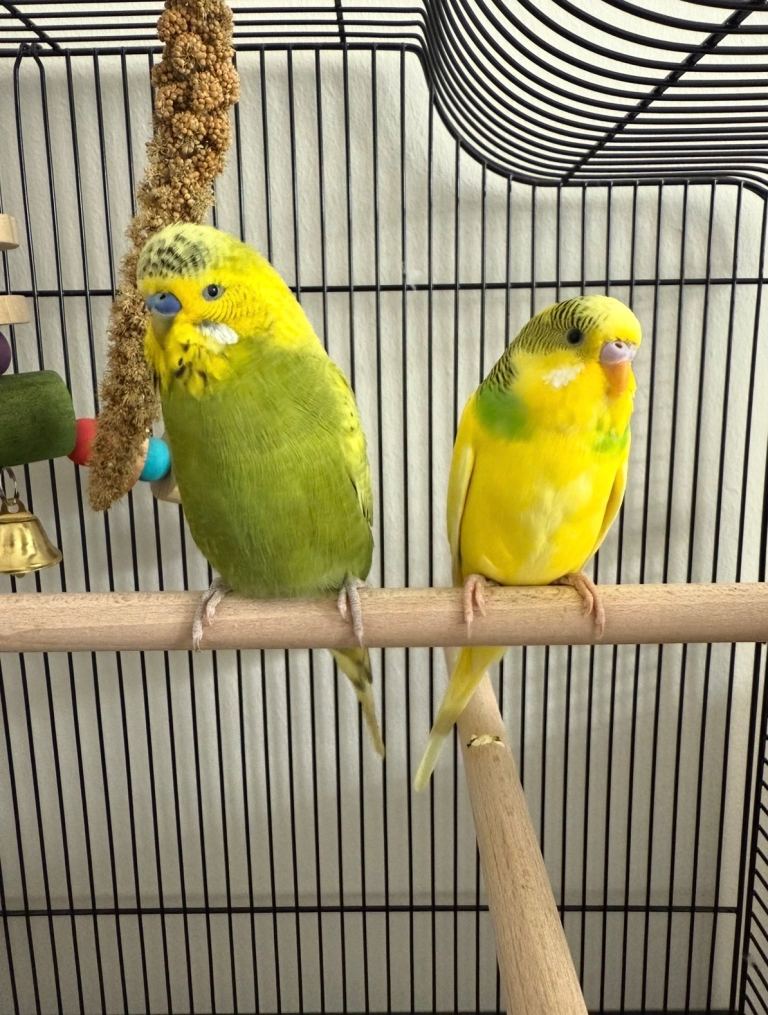 Two young budgies