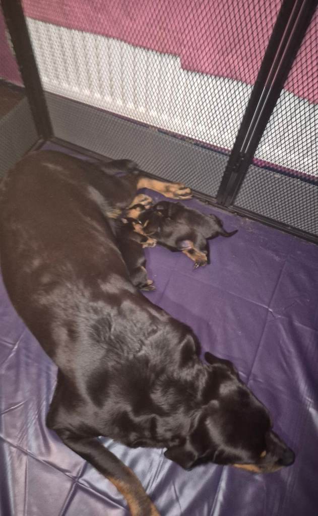 Lovely rotty pups