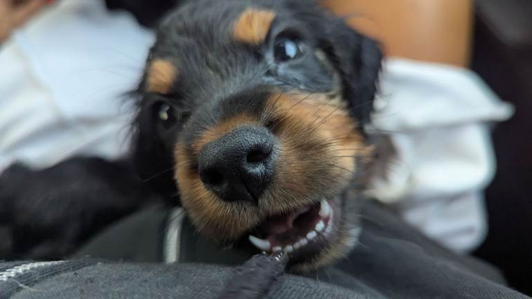 Litter of cocker spaniel puppies 
