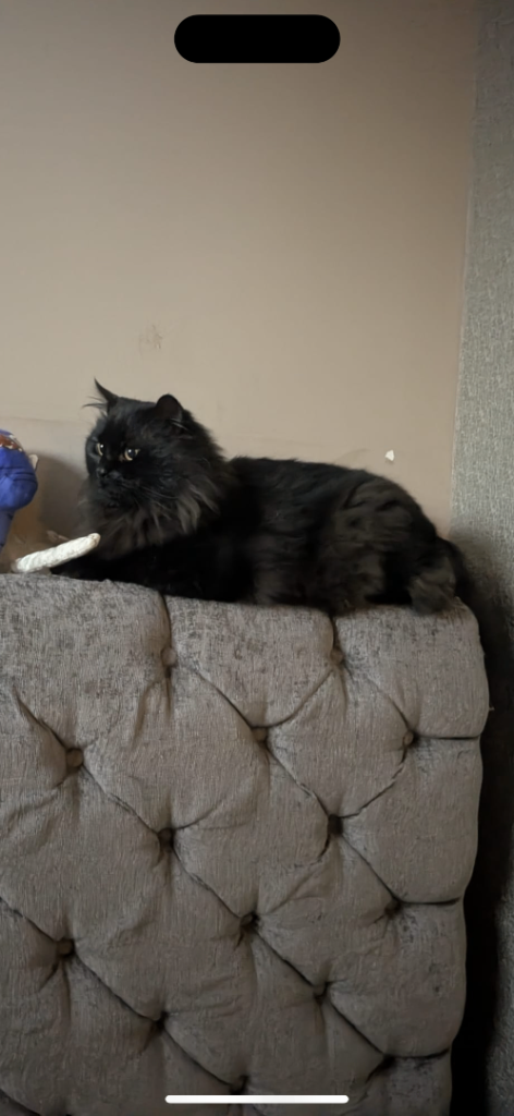 3/4 Maine coone kitty