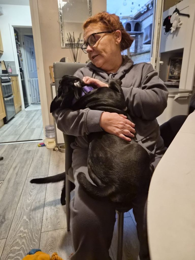 4 month old pug/bulldog