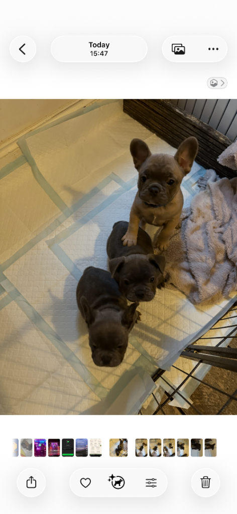 French bulldog pups 