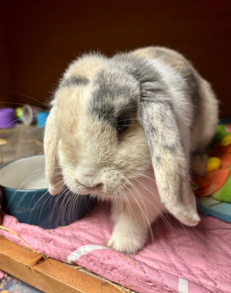 5 month mini lop female 
