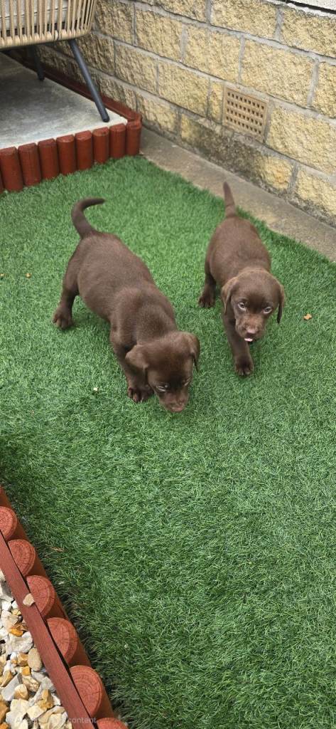 Chocolate labrador puppies 