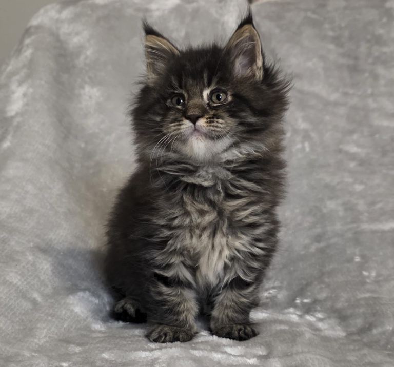 Maine Coon Kitten