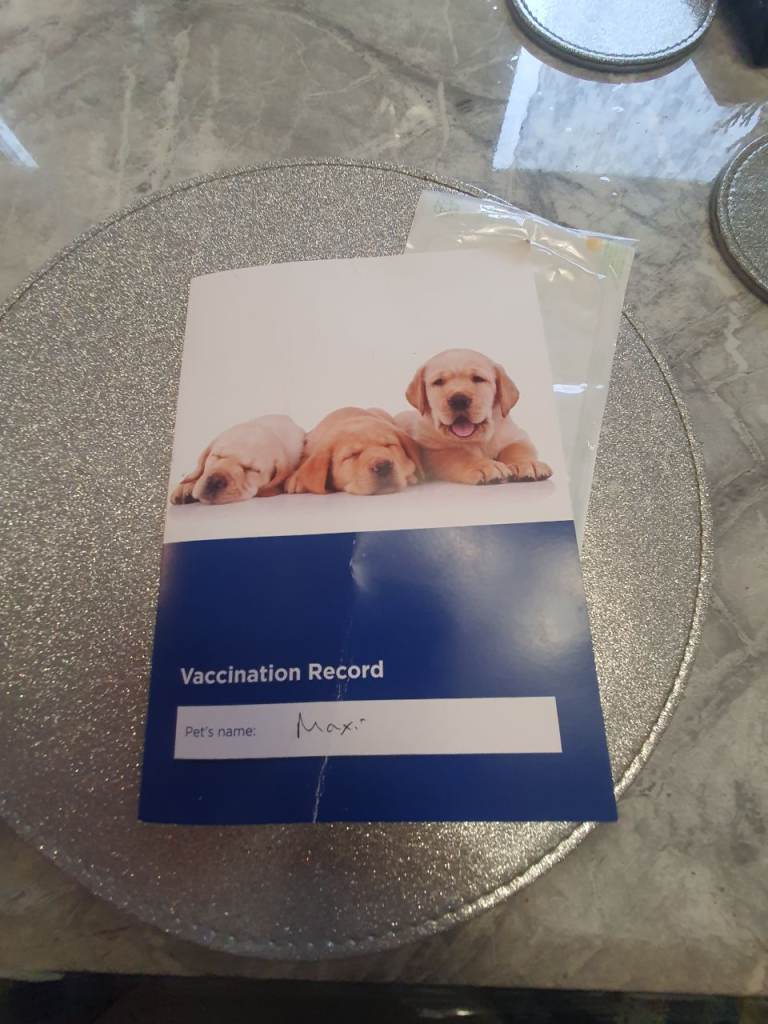 German Shepherd 14weeks old male Black and tan