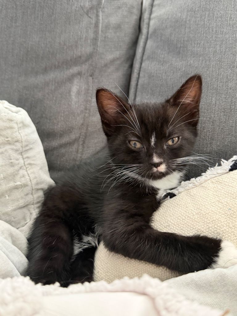Kittens for sale 