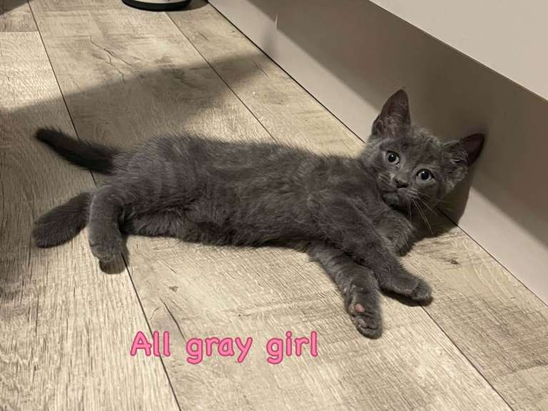 Kittens 