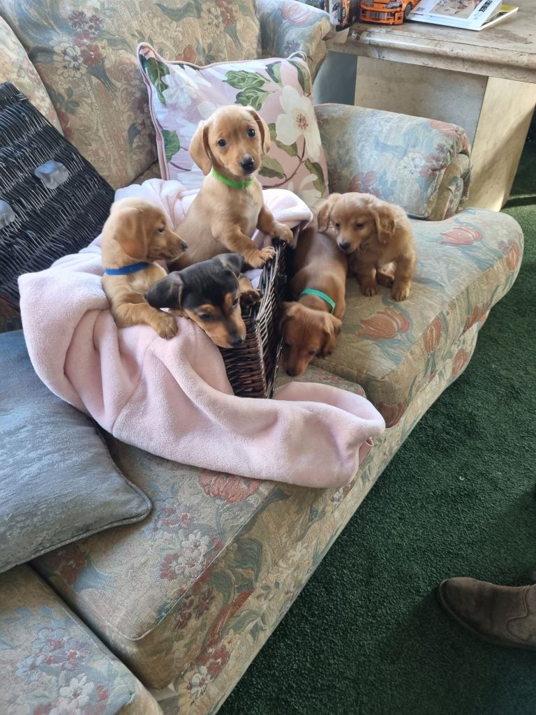 Jack russel cross daschund puppies
