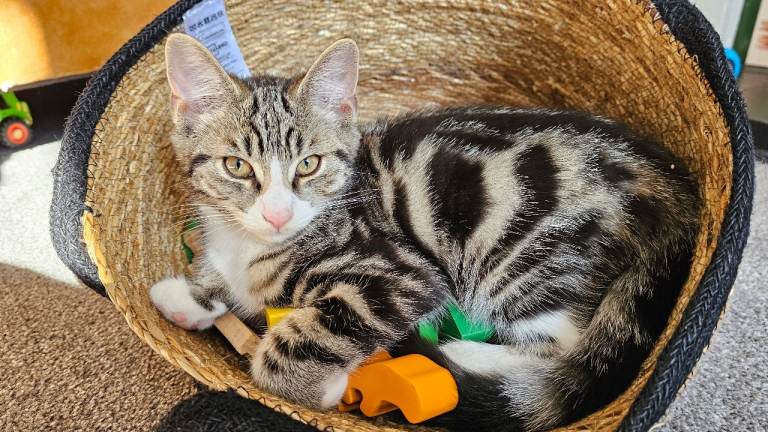 Striking Maine coon cross kittens... 2 left!