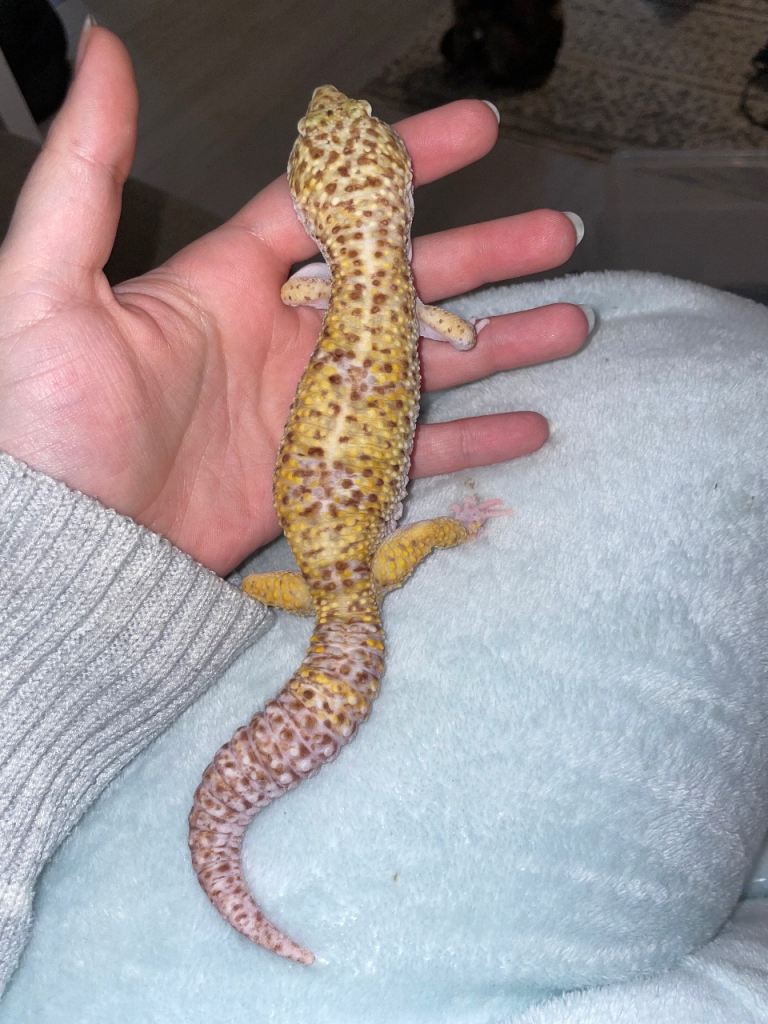 Leopard gecko 