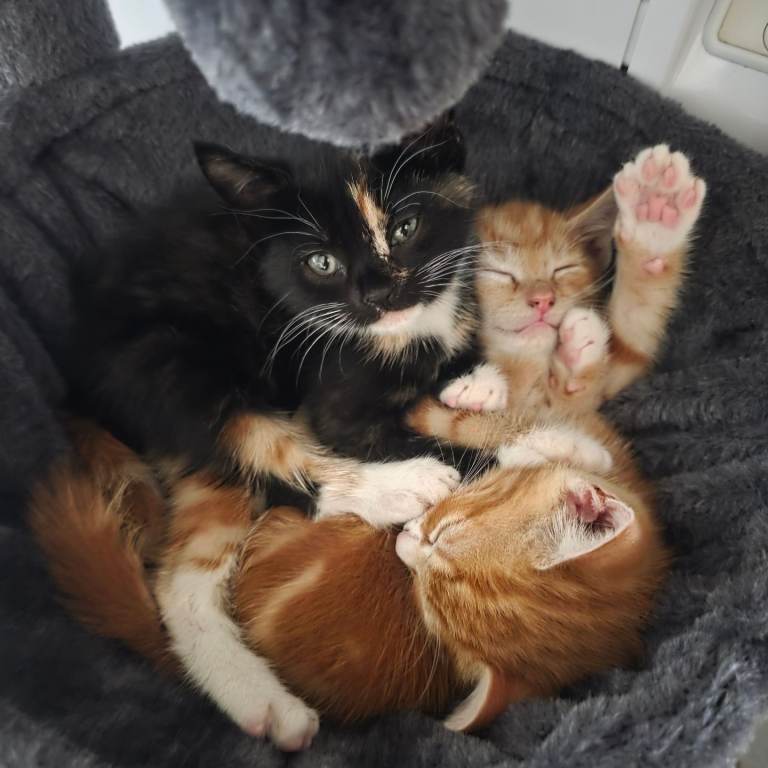 Beautiful Mixed-Litter Kittens for Sale 🐾