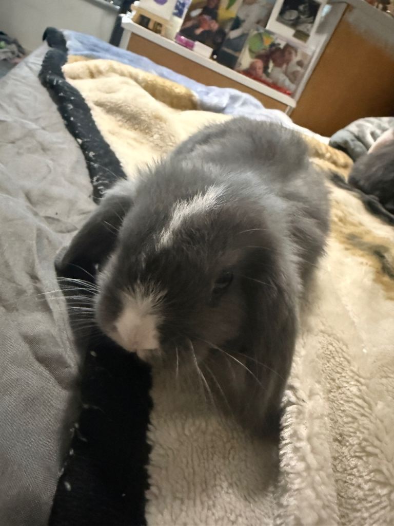 Mini lop bunny 
