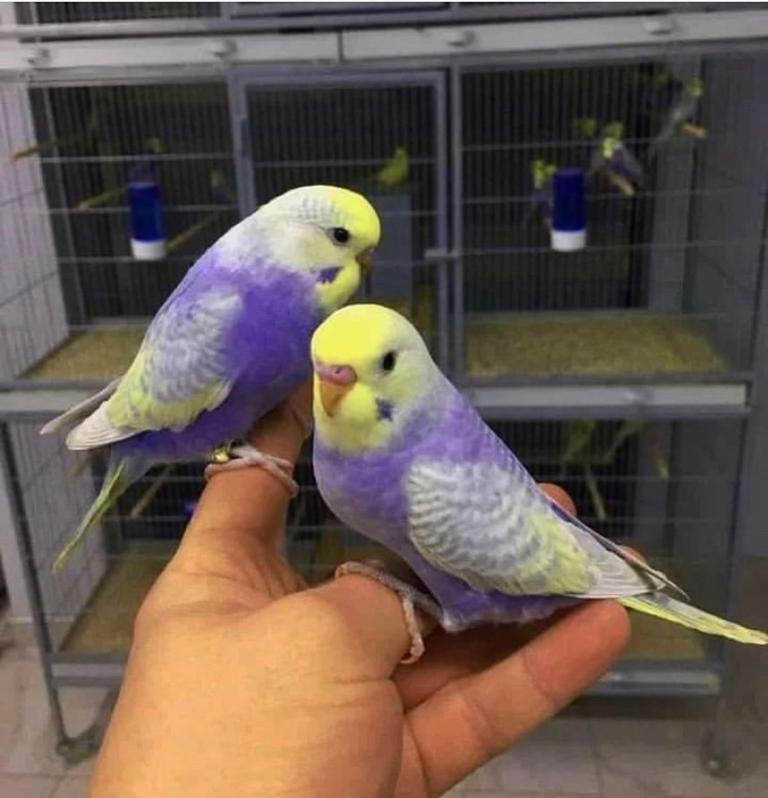 Baby budgies&cage&food