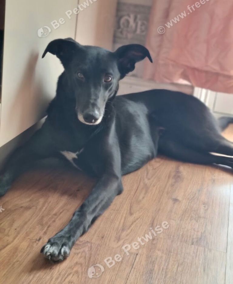Lurcher x German Shepherd 