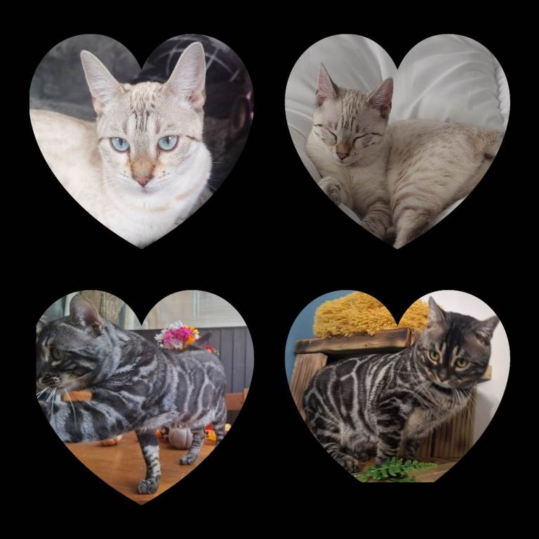 Beautiful pure bread Bengal kittens. 