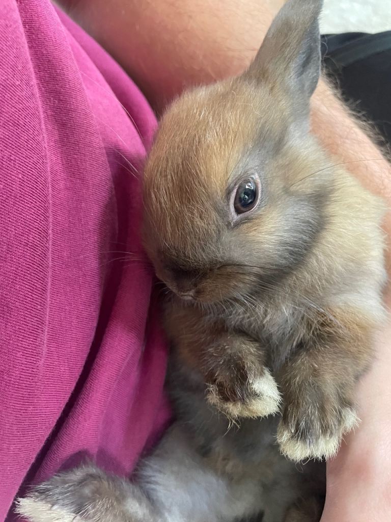 Netherland dwarf rabbits for sale!!