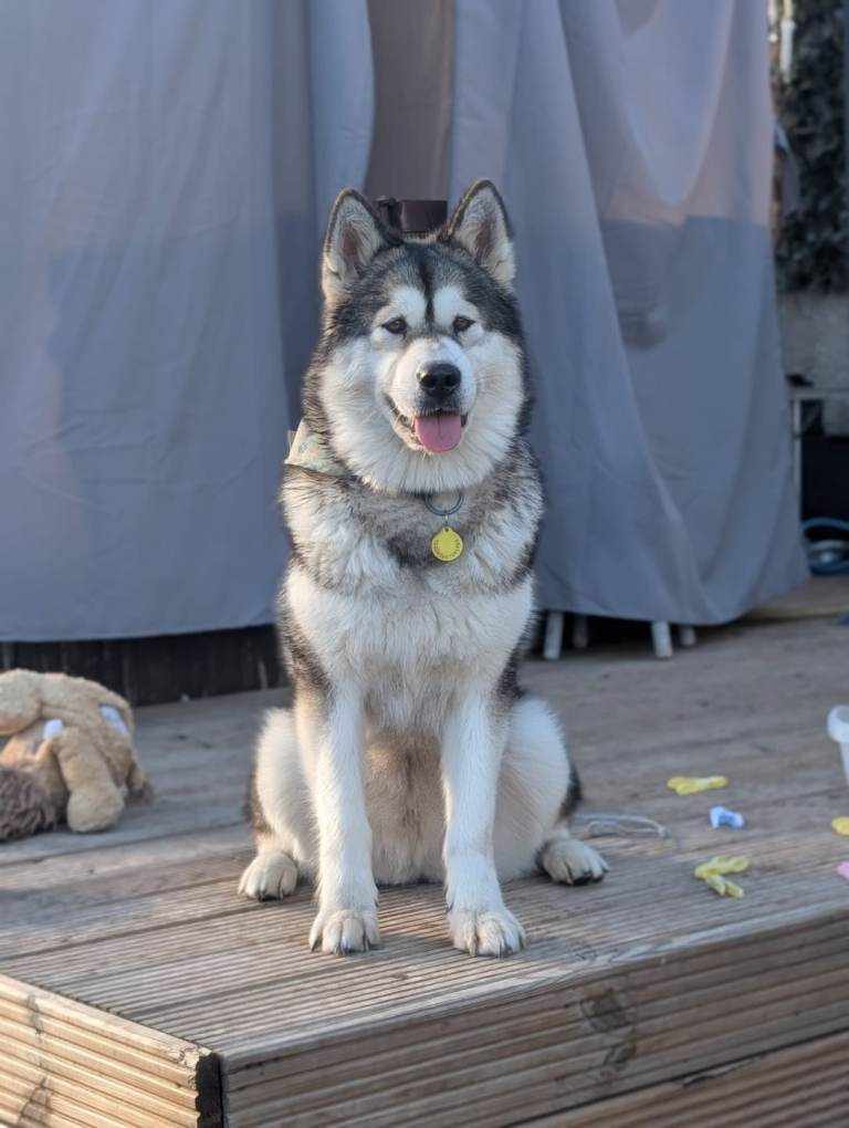 Female Alaskan Malamute