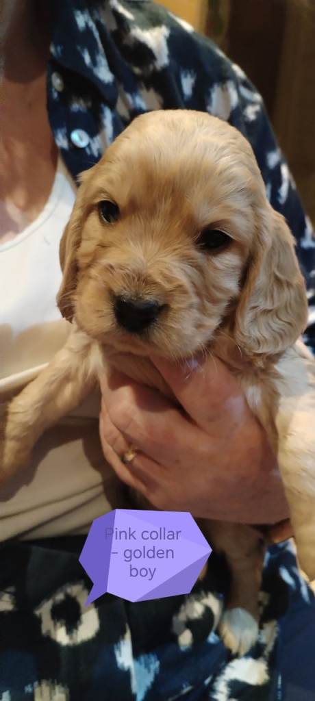 Stunning Kc reg cocker spaniel pups for sale - golden and orange roan
