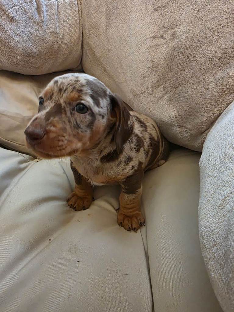 Minature Dachshund puppy