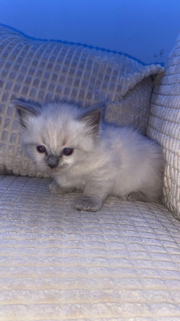 Ragdoll Kitten 