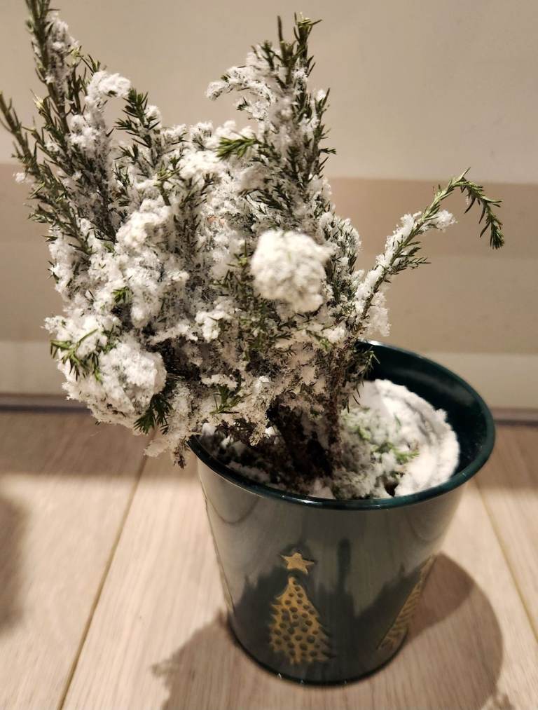 Indoor plant Mini Tree in zinc