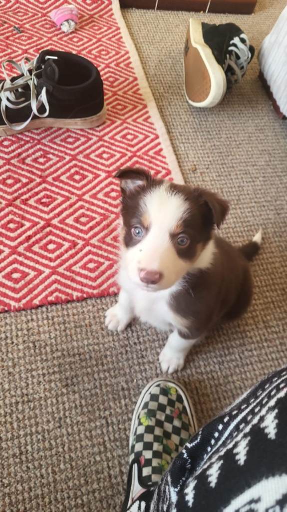 Stunning male border collie pup 