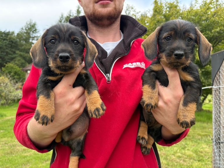 KC RED STANDARD WIRED HAIRED DACHSHUNDS 