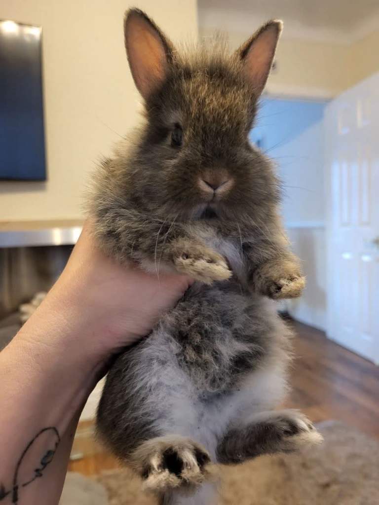 Cute bunnies looking for loving family