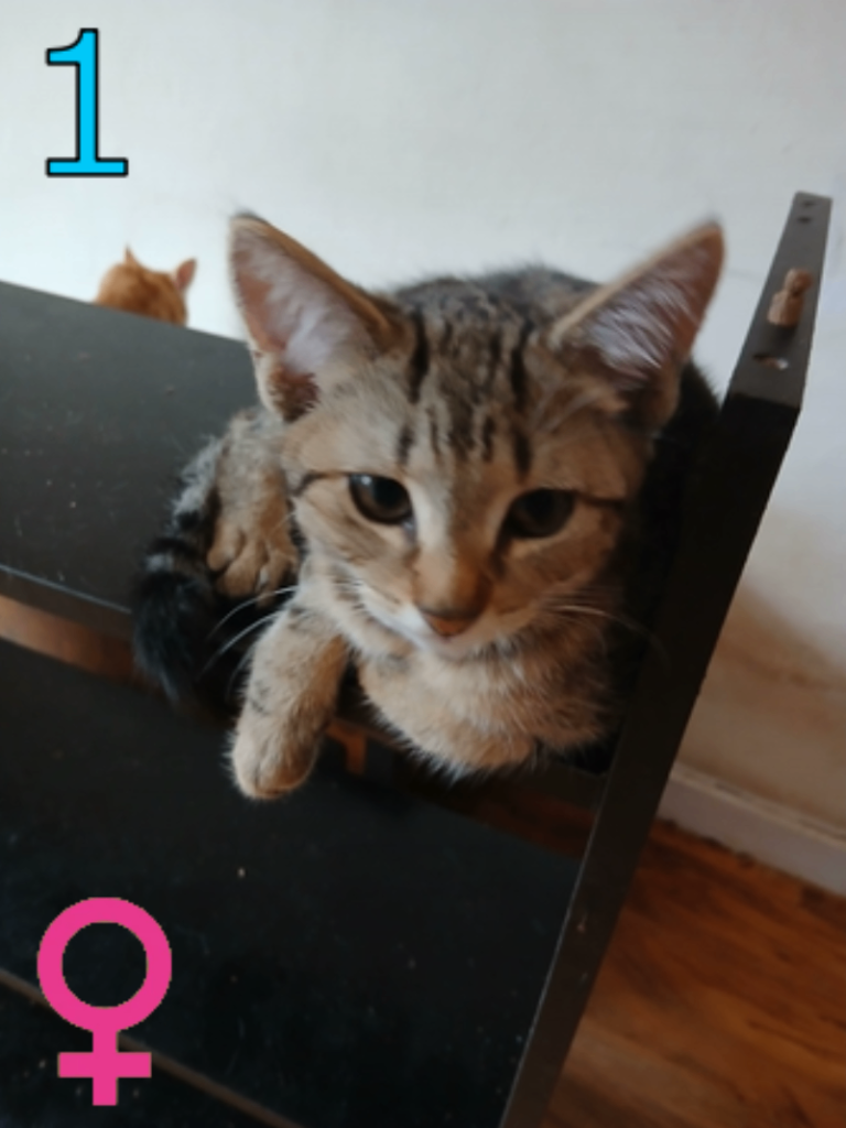 5 Kittens Looking for New Homes