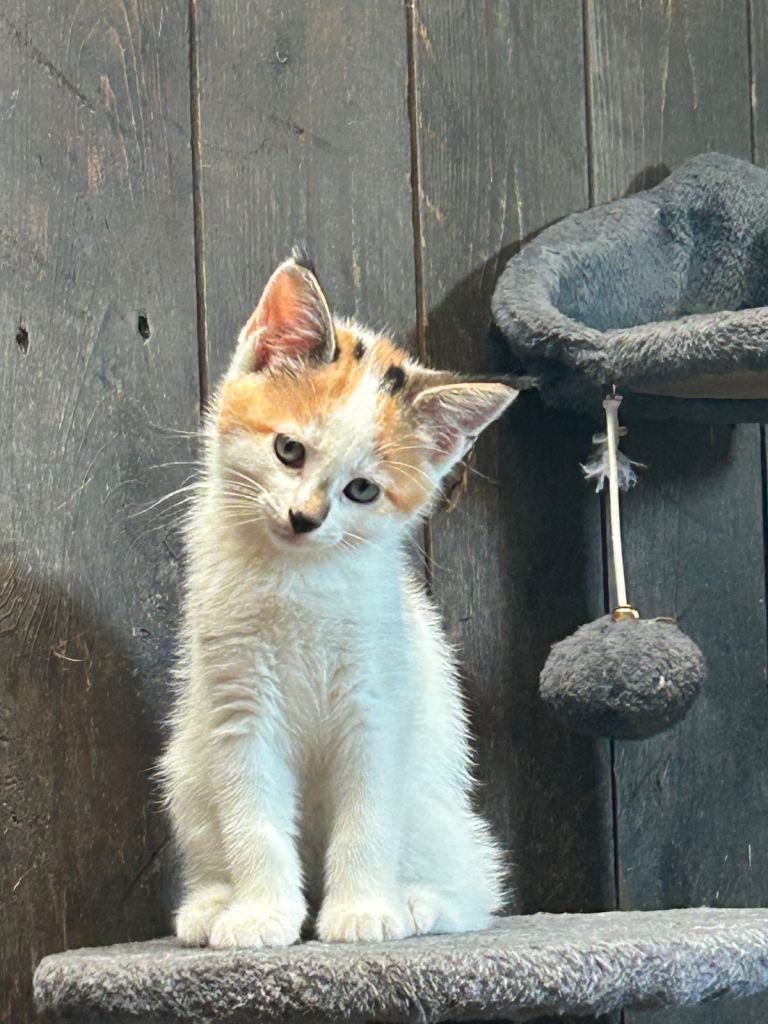Kittens 