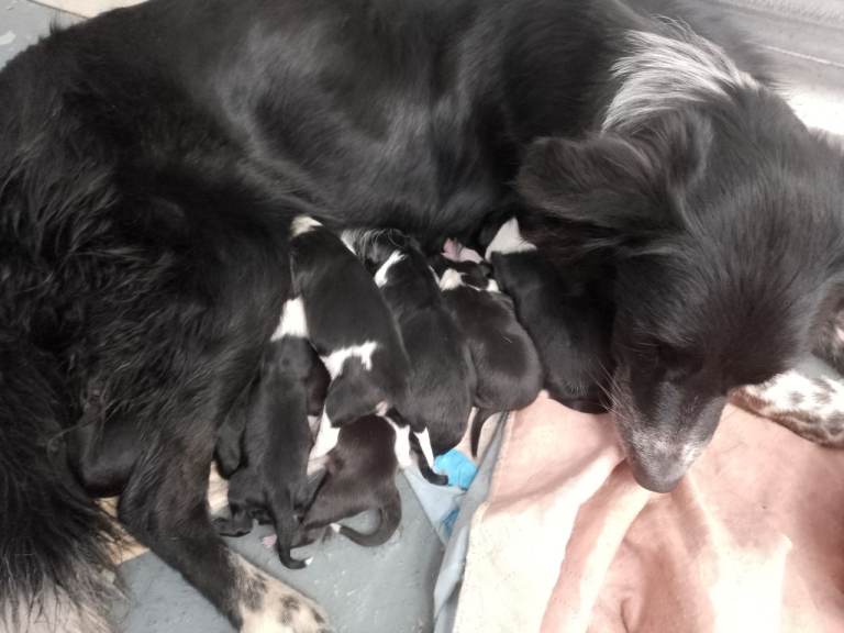 Roy (son of Dewi Jenkins Jock) and Pips beautiful litter of 9