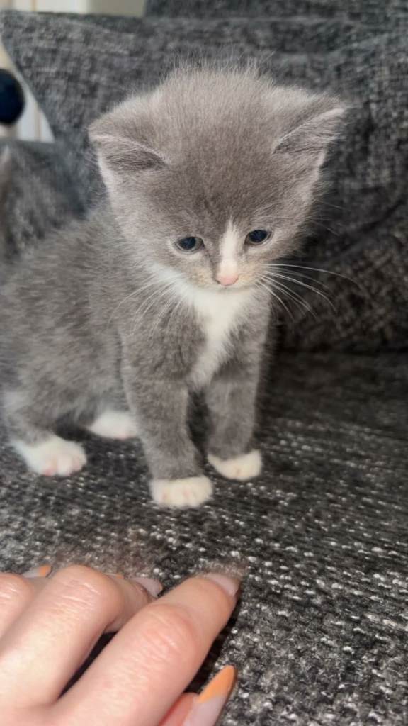 Persian x kittens