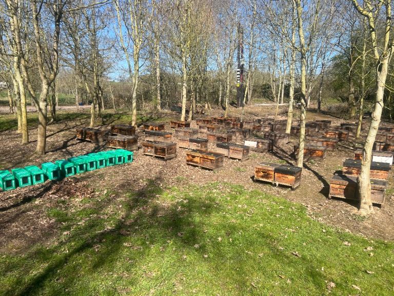  Summer Bee Nucs 2026