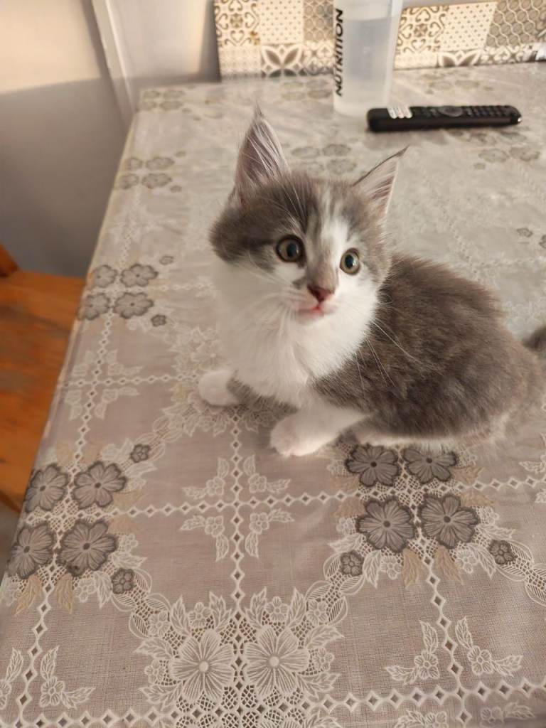 Gorgeous kittens grey white and tabby