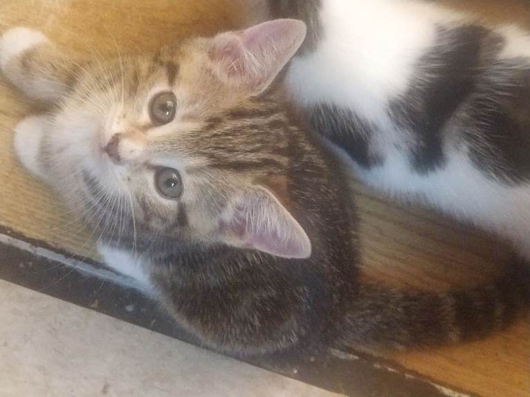 4 kittens for sale 