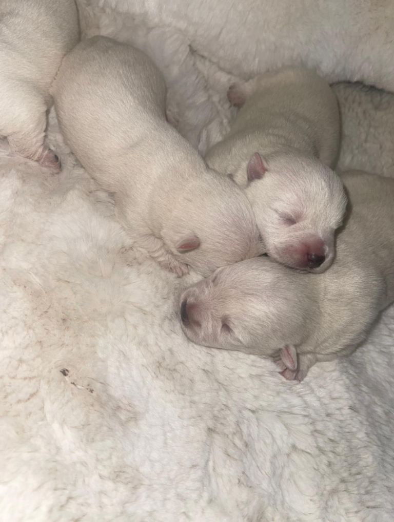 West highland terrier puppies for sale 